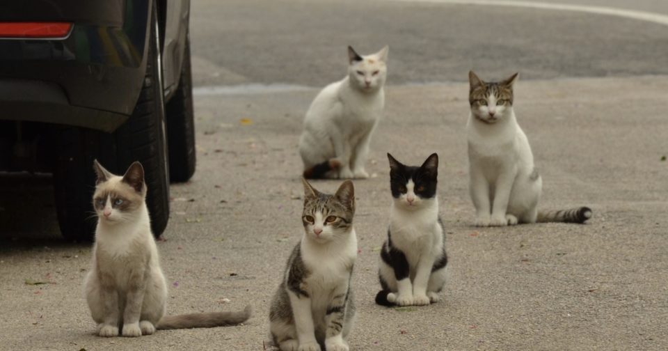 Besançon nouvelle campagne de stérilisation des chats errants du 1er