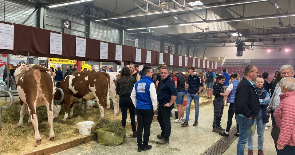 Les génisses au rendez vous de la Foire Comtoise macommune info