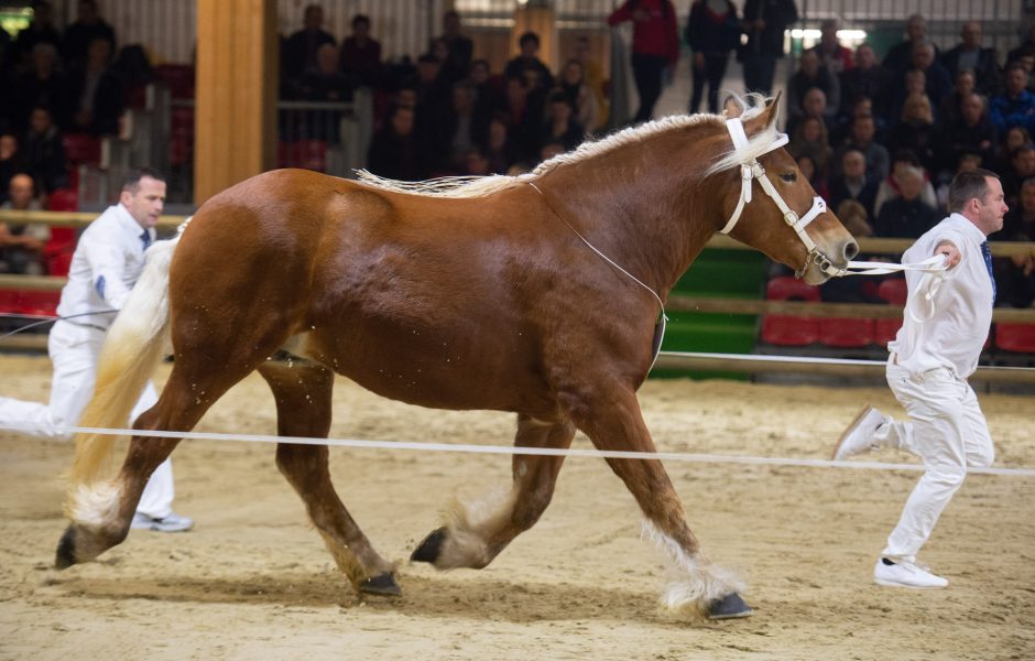 Championne des juments au modele et allures
nom du cheval : GANAELLE DE GIRARD
proprietaire : Dupont Remi © France Trait ©