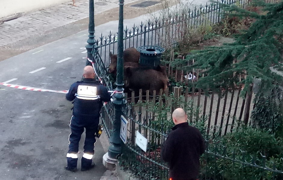 Alerte témoin ©Cédric L. ©