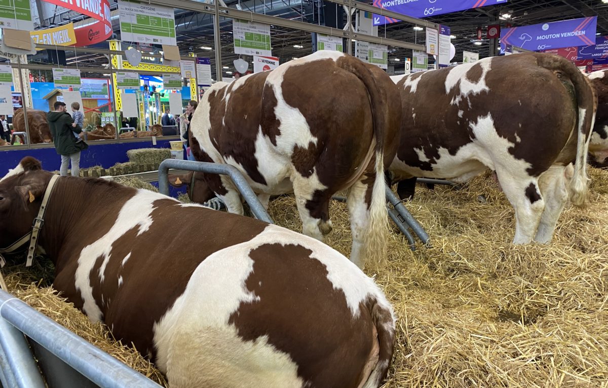 Salon international de l'agriculture à Paris 2024 © Hélène Loget