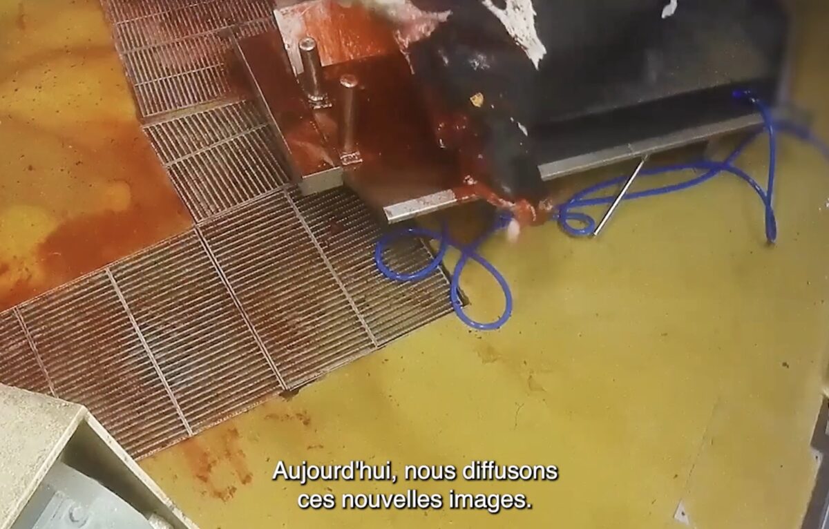 Extrait vidéo L214 tournée le 28 mai 2024 un abattoir du groupe Bigard à Venarey-les-Laumes (Côte-d'Or). © L214