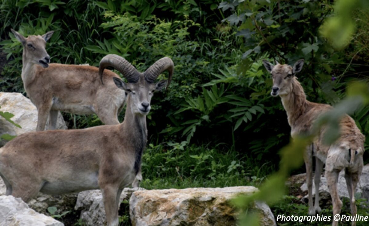 Les Urials de Boukhara au Muséum de la Citadelle de Besançon. © Pauline Benoit