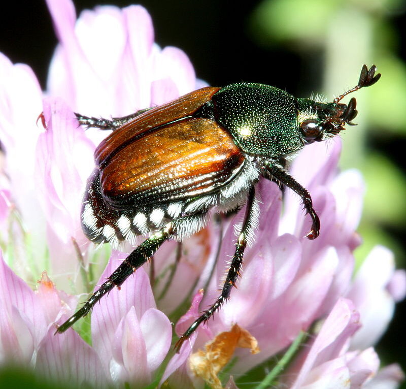 Popillia japonica  © Bruce Marlin