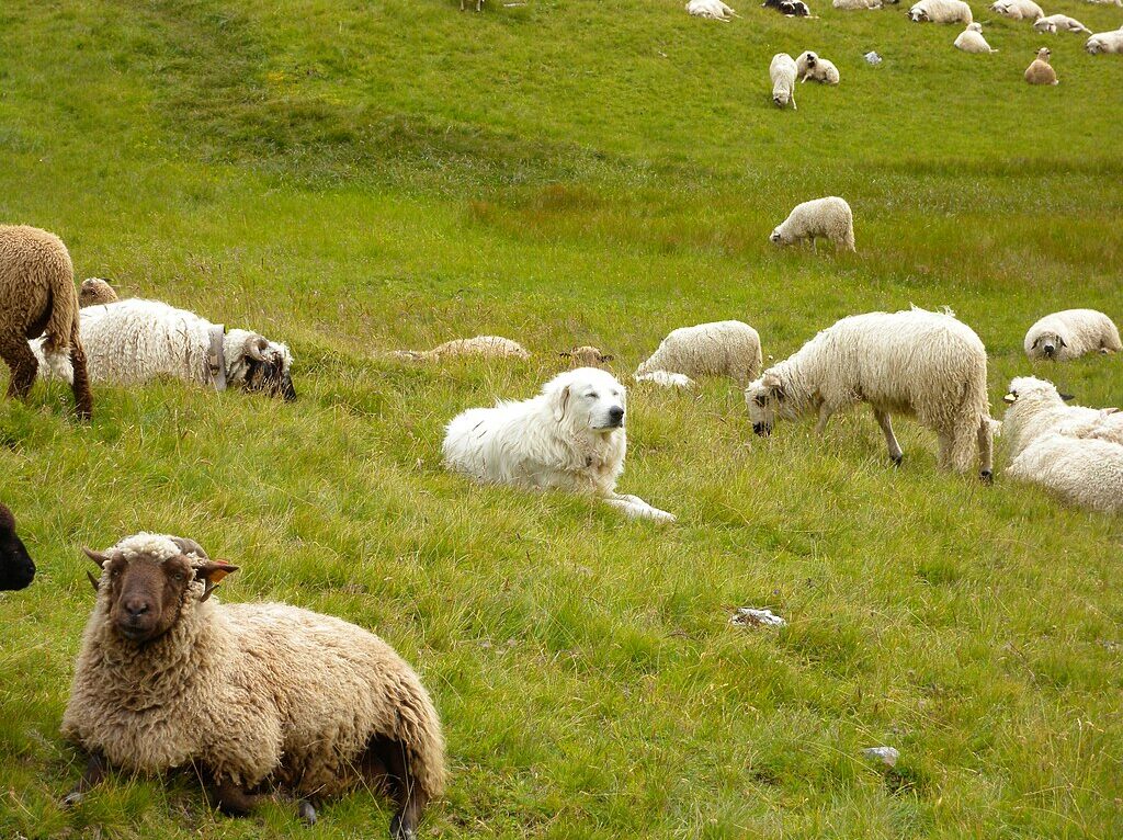 Chien de montagne des Pyrénées  © Jérôme Bon