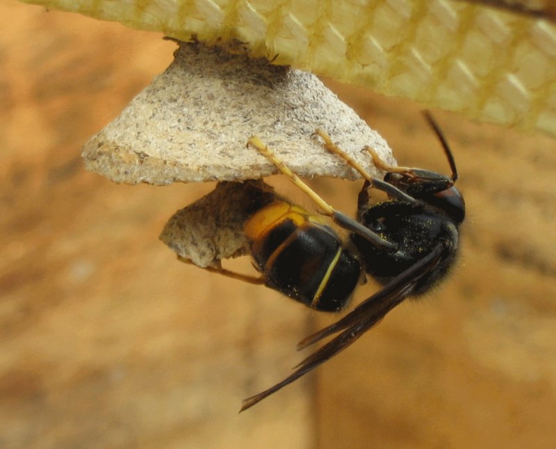 Fondatrice de frelon asiatique (Vespa velutina) commençant son nid au printemps © Francis ITHURBURU