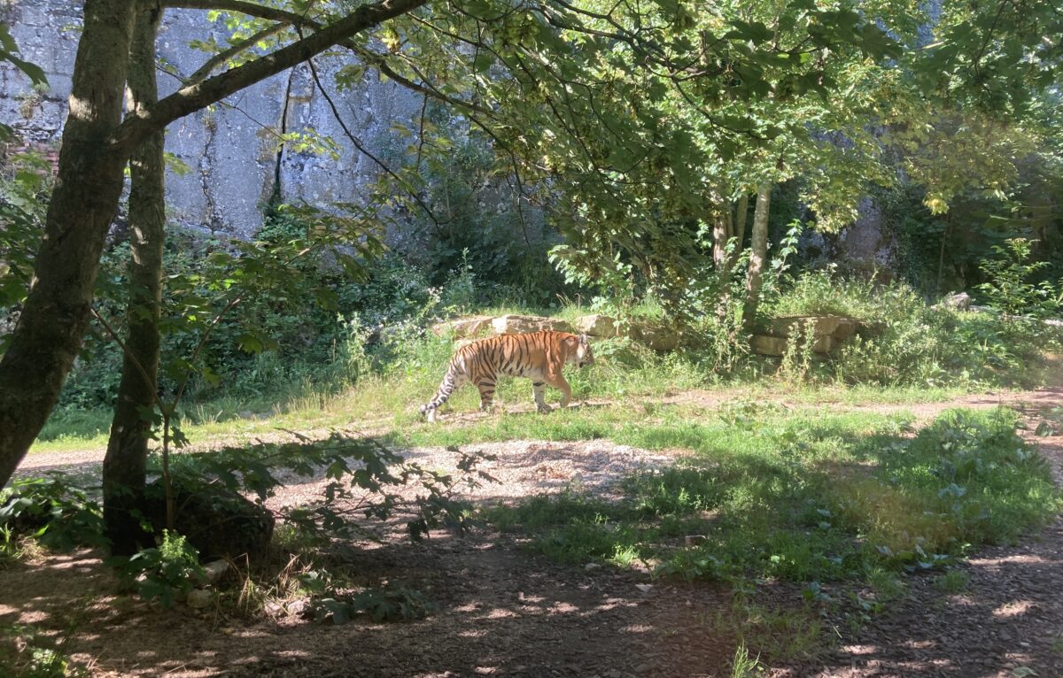 Tigre à la Citadelle de Besançon, image d'archives  © Hélène Loget