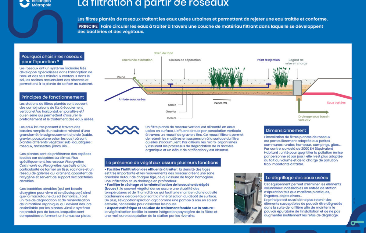 roseaux pour le système d'assainissement
 © GBM