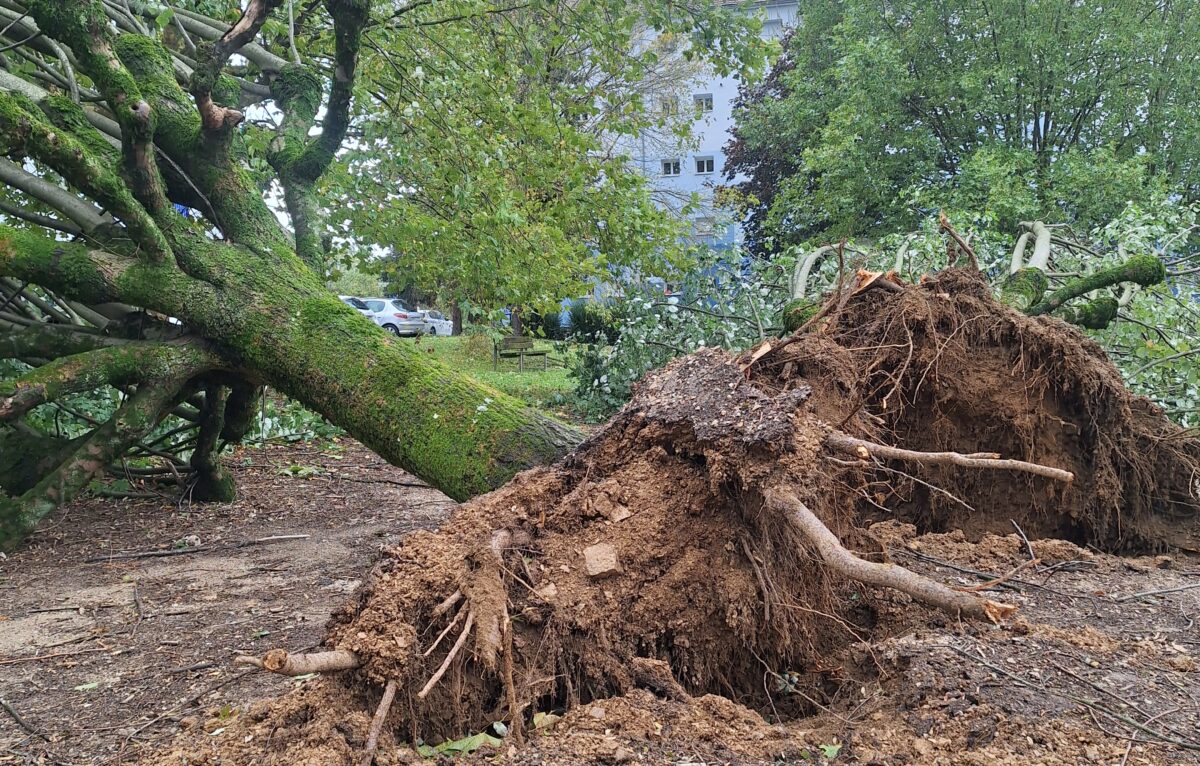 Les deux gros arbres du parc de la rue des Pervenches, dans le quartier de Palente, ont été arrachés.  © Alerte Témoin. Morgane C.