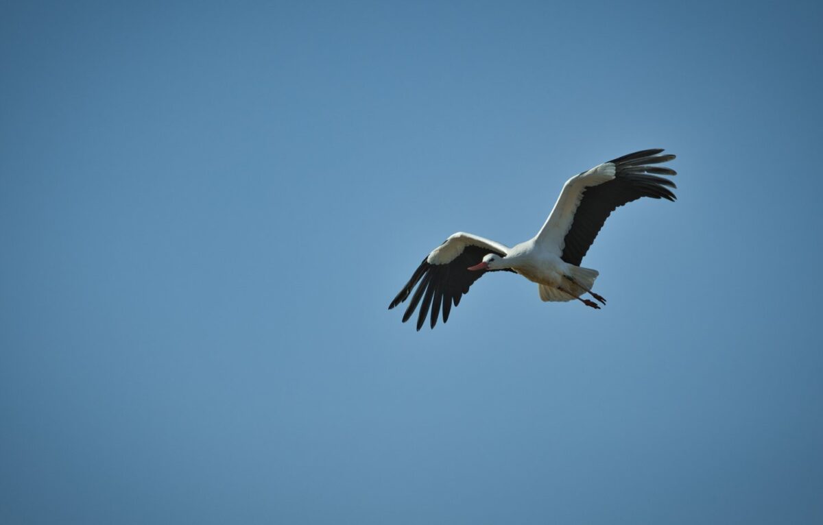 Cigogne blanche en vol © John Grillot