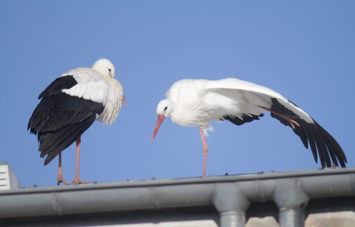 Cigognes blanches en halte  © Samuel Maas